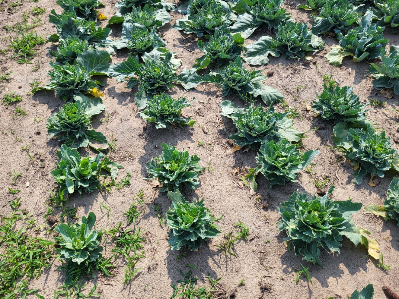 Cabbage plants that have been eaten by deer or groundhogs emerging from a field